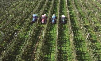 现代果业技术视频,视频解析与前瞻